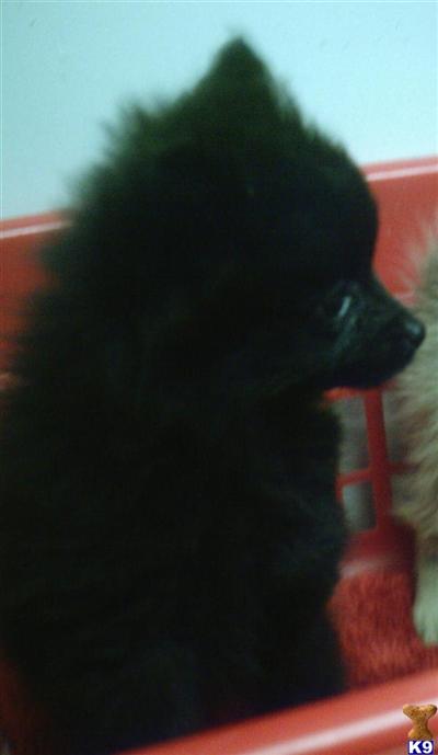 Puppies in NJ